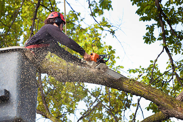 Trusted Farmington, UT Tree Services Experts